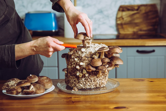 A Beginner's Guide to Growing Mushrooms at Home